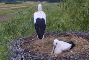 Obraz podglądu z kamery internetowej storks Nowy Kamień